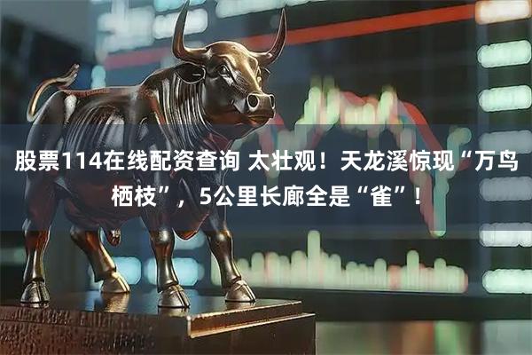 股票114在线配资查询 太壮观！天龙溪惊现“万鸟栖枝”，5公里长廊全是“雀”！