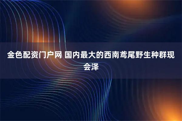 金色配资门户网 国内最大的西南鸢尾野生种群现会泽
